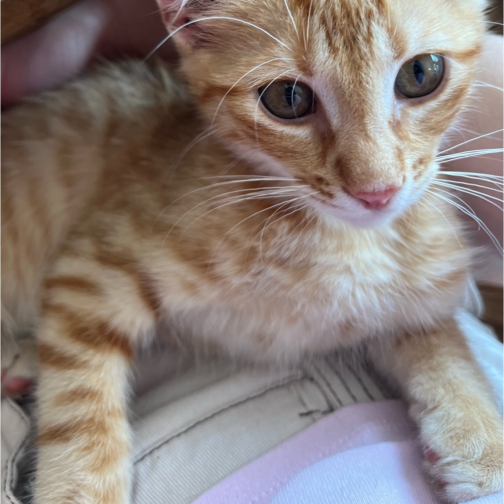 Meet your Posher, Delaney